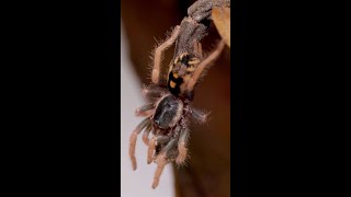 Dwarf Tarantulas are Giants on the forest floor