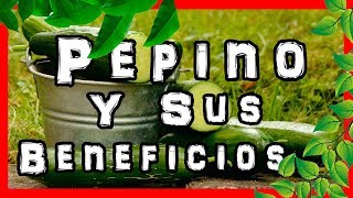 Tienes que saber cuales son los beneficios del pepino