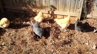 Chickens scratching in the pine straw