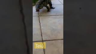 Teiú #teiu #lagarto #animais #natureza #viralshorts