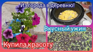 Купила красивые петуньи! Распикировала помидоры в парник! Вкусный ужин!