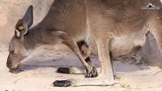 Baby Kangaroo Hangs Out of Mom's Pouch