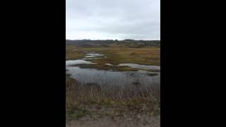 Geese on the bog