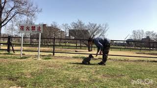 Япония. Догтренинг для Габриэль. Japan.  Dog training for Gabrielle.