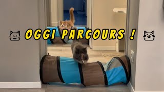 😺Oggi parcours ! 😹🐈‍⬛😻🐈#mainecoon #mainecoonkittens #mainecoonlover #mainecoonlife #shorts