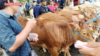 harga pedet betina// pasar sapi bojonegoro