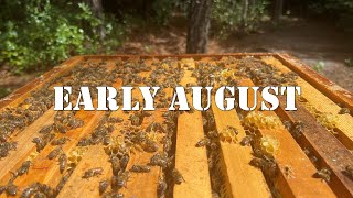 Early August | #colesfarmnc #jacksonvillenc #beekeeping