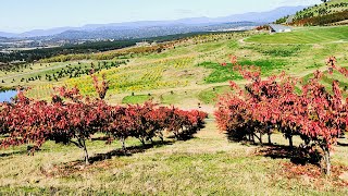 Kegiatanku di Australia#National Arboretum Canberra# Autumn#part 2#Oz'23