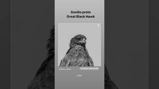 Gavião preto.                          Great black hawk