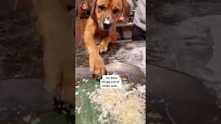 A cute dog baking food with his owner