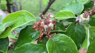 A Melbourne Backyard Orchard - September 2020