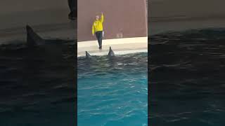 dolphin show episode 2