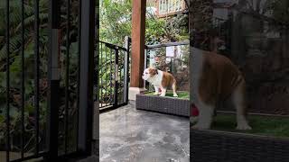 Buddy reviews his Porch Potty