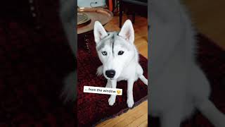 HUSKY Gets Upset Because I Pet Another Dog!