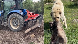 BAHÇEYE KAZAYAĞI YAPILIYOR KANGAL ÇAVUŞ YİNE BİŞEY BOĞMUŞ🤦🏽‍♂️