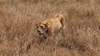 Lion uses my safari Vehicle to hunt gazelle!