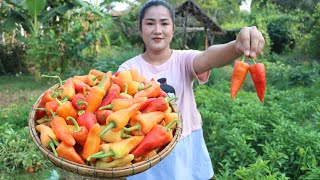 Expecting mum harvest ripe banana pepper for cooking - Ripe banana pepper recipe