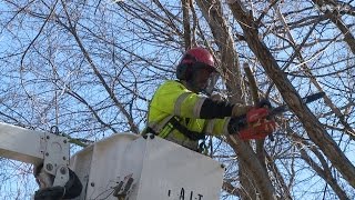 Newport Public Works Tree Trimming