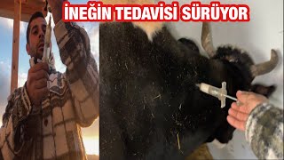 YENİ İNEĞİM NİMETİN AŞISINI YAPIYORUM KÖY HAYATI İLKLERİ YAPTIRIYOR🫠