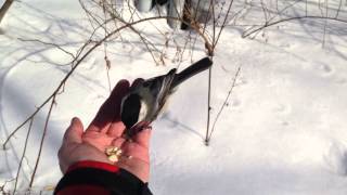 Hand Feeding Chickadees in the Rocky River Reservation