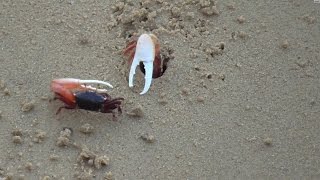 Crabs mating/fighting.