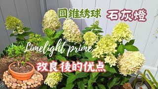 【花の物语】54 Limelight Prime改良版圆锥绣球石灰灯与亲本有什么不同？#圓錐綉球#LimelightPrime#圆锥绣球石灰灯#种花养花#圆锥绣球