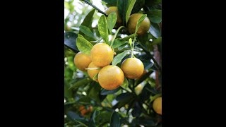 How to slice an orange with a Japanese knife! My style.