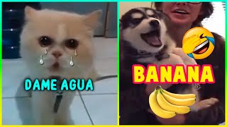 Animales Hablando 😂 Videos De Animales Graciosos 😹🐶 🤣