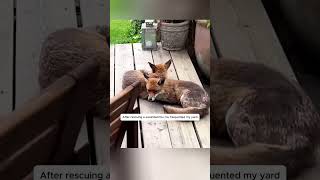 This injured fox came to the door of a kind woman to seek help #animals #shortvideo