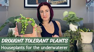 Drought Tolerant Houseplants | Perfect Plants for the Underwaterer