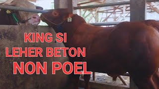 SAPI KING LANSUNG ADAPTASI SAMA SAPI MONSTER DI KANDANG BARU