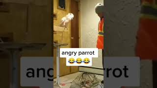 Angry parrot