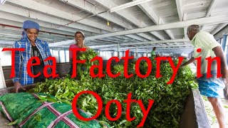 Ooty Tea factory Tamil Nadu, very Nice Place, Turist Place,