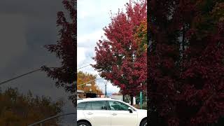 #californiacities #autumn #viralvideo #video