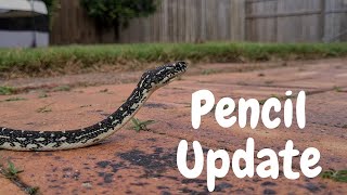 Pencil's Pre-Winter Update