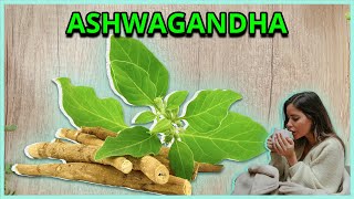 Pros and Cons of Using Ashwagandha for Sleep.