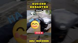 KUCING BERANTEM #kejadianunik #kucing #kucingkampung #motovloglucu #kucingoren #kucinglucu #fyp