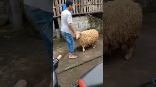 Domba Bulu Tebal | domba Garut domba lucu #shorts