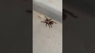 #creepycrawly #spider #oklahoma Texas Brown Tarantula getting chased off porch