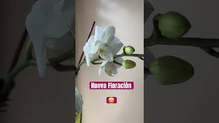 ✅La Nueva Floración de la Temporada🥳#shorts#phalaenopsisorchid#beautiful#flowers#fall#viralvideo