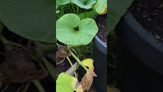 August pumpkin patch tour.