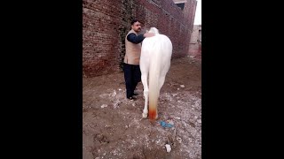 نکرا ڈانس والا گھوڑا برائے فروخت   Nukra Ghora Owner Adnan Guraya sahib Location Gujranwala part 1