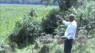 Vetiver System   Ethiopia   Restoration of Wetlands   Wichi Wetland