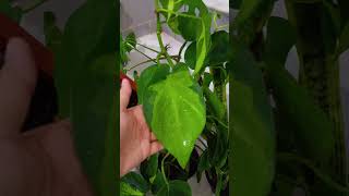 UAE|IndoorPlants#youtubeshorts #home #indoorplants #gardening #keralagarden #kerala