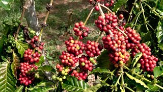 kebun-kebun kopi di dunia