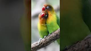 Iqra Iqra asslam o alika ya Rasool    allah # beautiful #birds #viralyoutubeshorts 😍