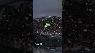 Parsley Microgreens Growing Time-lapse