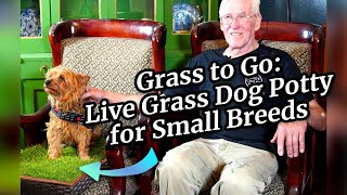 Grass to Go:  Live Grass Dog Potty for Small Breeds