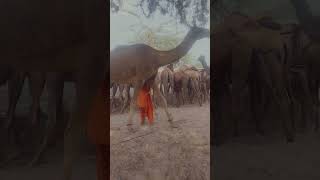 #movement #animals #camel #desertlife #village #style #nature #wildlife #entertainment #video