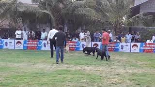 All breed Show | Champion Class Labrador Judging | Kennel Association of Gadhinglaj | 27-01-2018